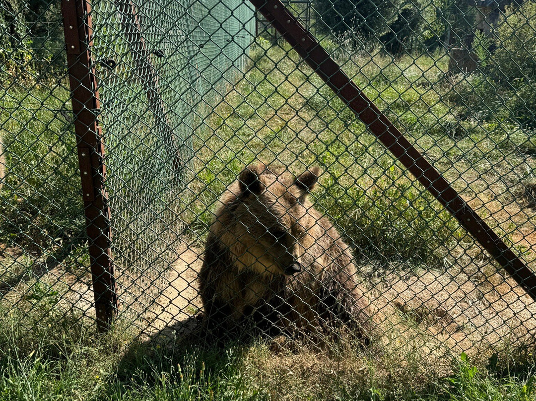 Parc Animalier de Pradinas景点图片