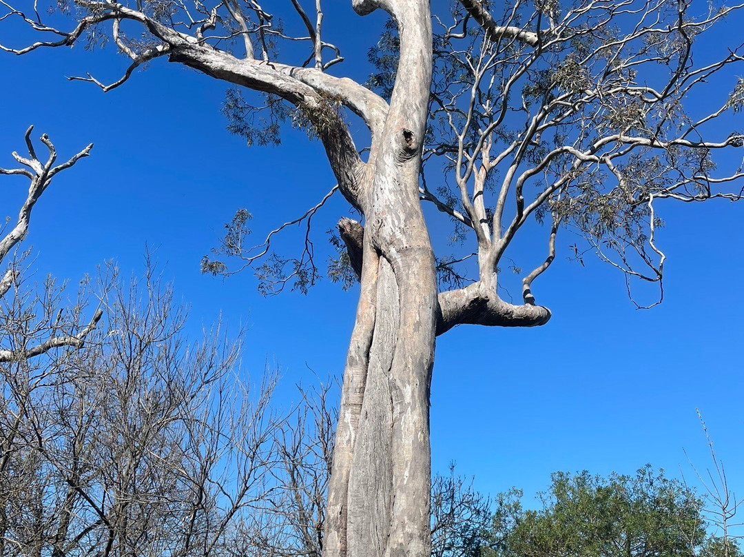 Howitt Park Playground-Bairnsdale必去景点