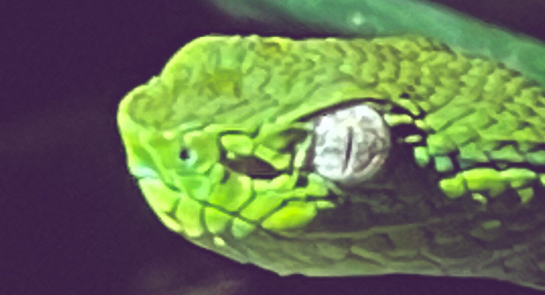 JC Nature Tour-蒙特维多云雾森林自然保护区必去景点