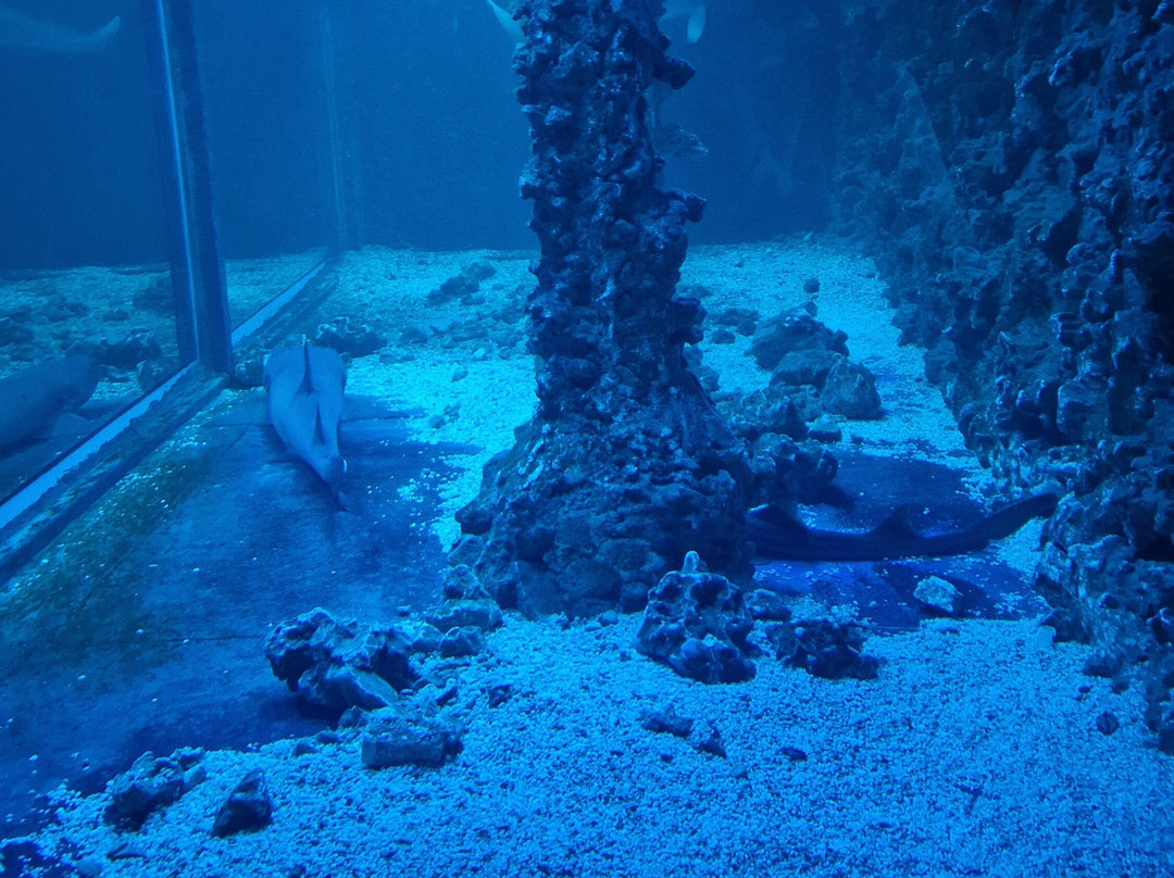 Aquarium景点图片