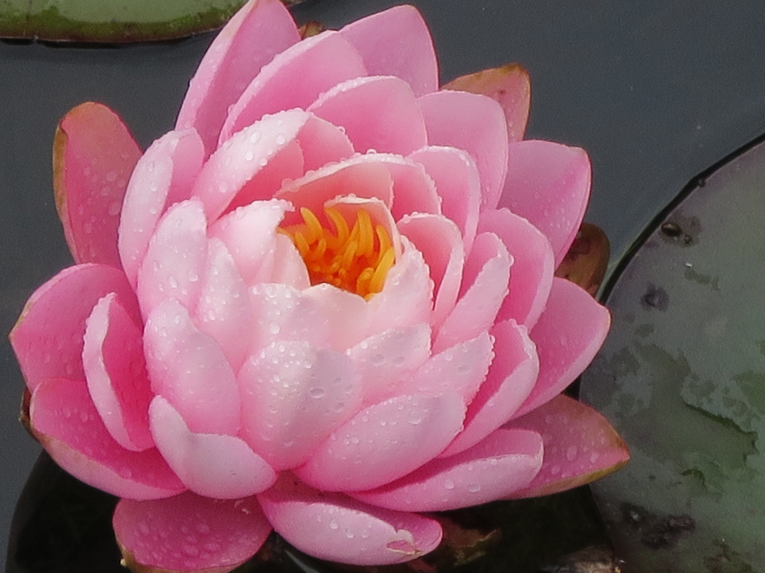 Bennetts Water Gardens景点图片