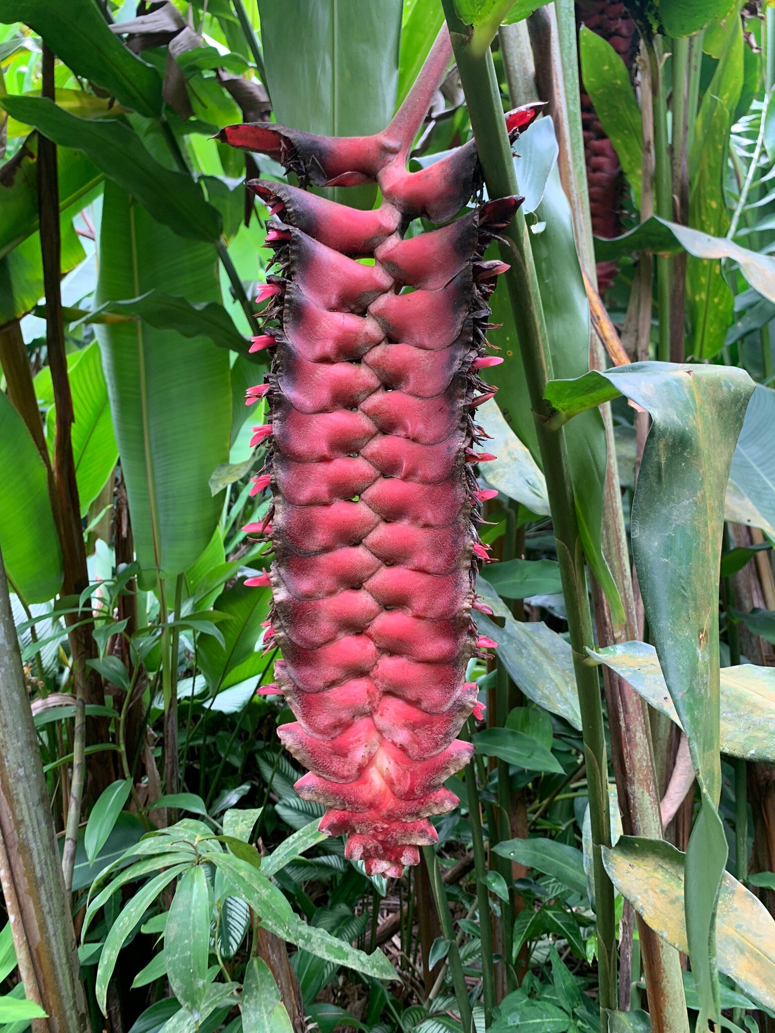 Kot Man-Ya Exotic Flower Garden用户实拍