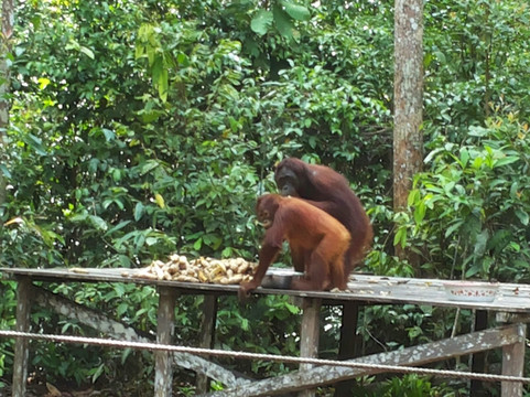 Siti’s Tanjung Puting Orangutan Tours-Pangkalan Bun必去景点