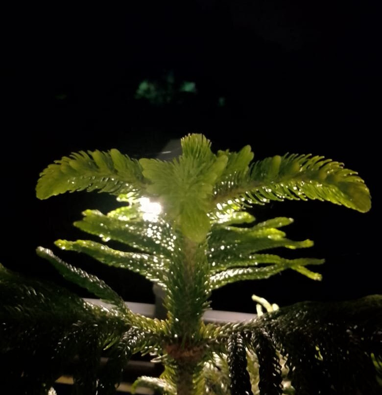 Avianna Gangtok Resort & Spa主图