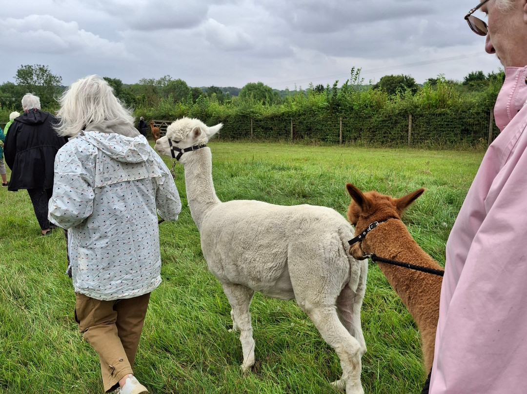 Yew Tree Alpacas景点图片
