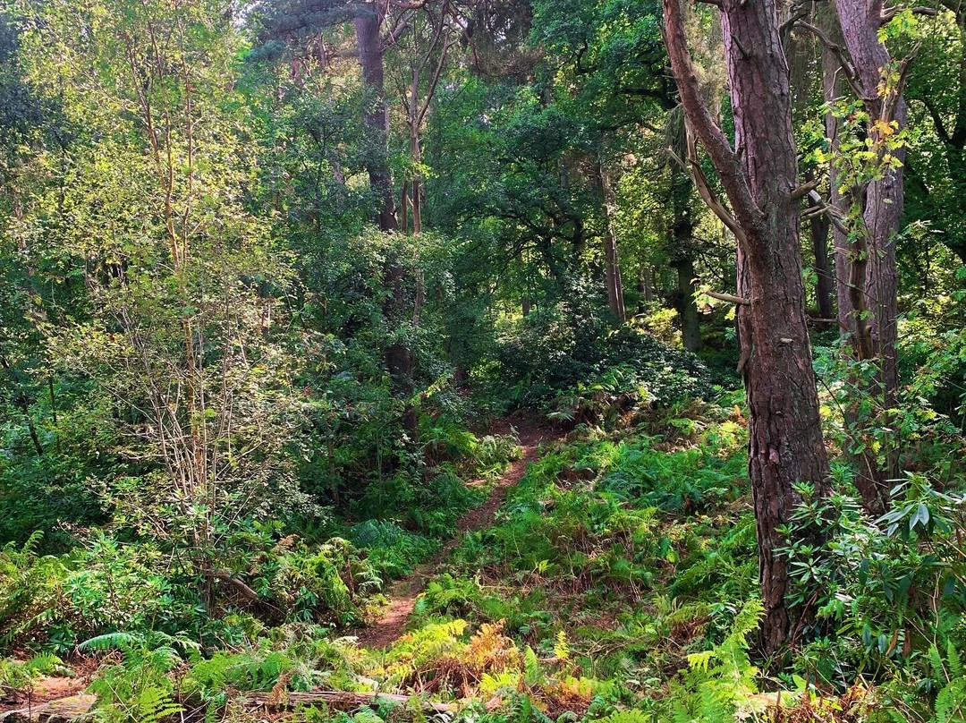 Twigmoor Woods景点图片