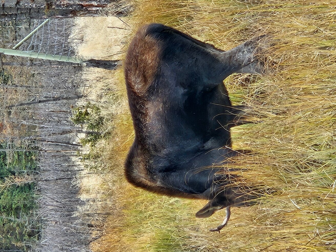 Yukon Wildlife Preserve景点图片