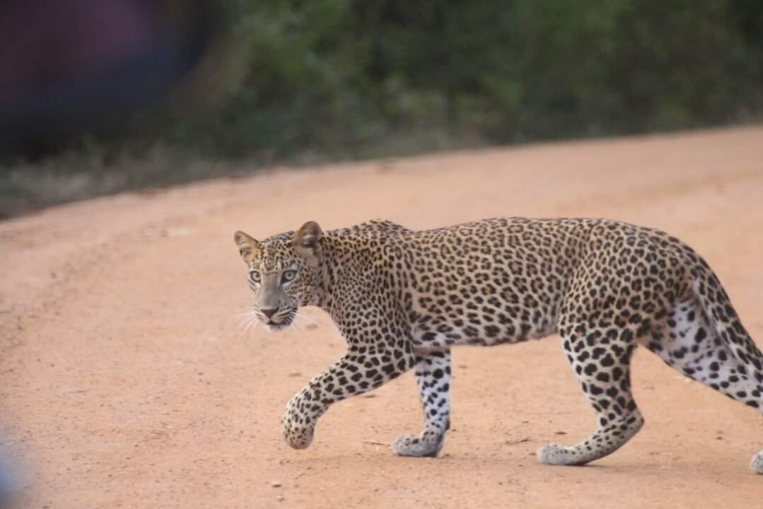 DR Ceylon Safari Tours-卡塔拉伽马必去景点