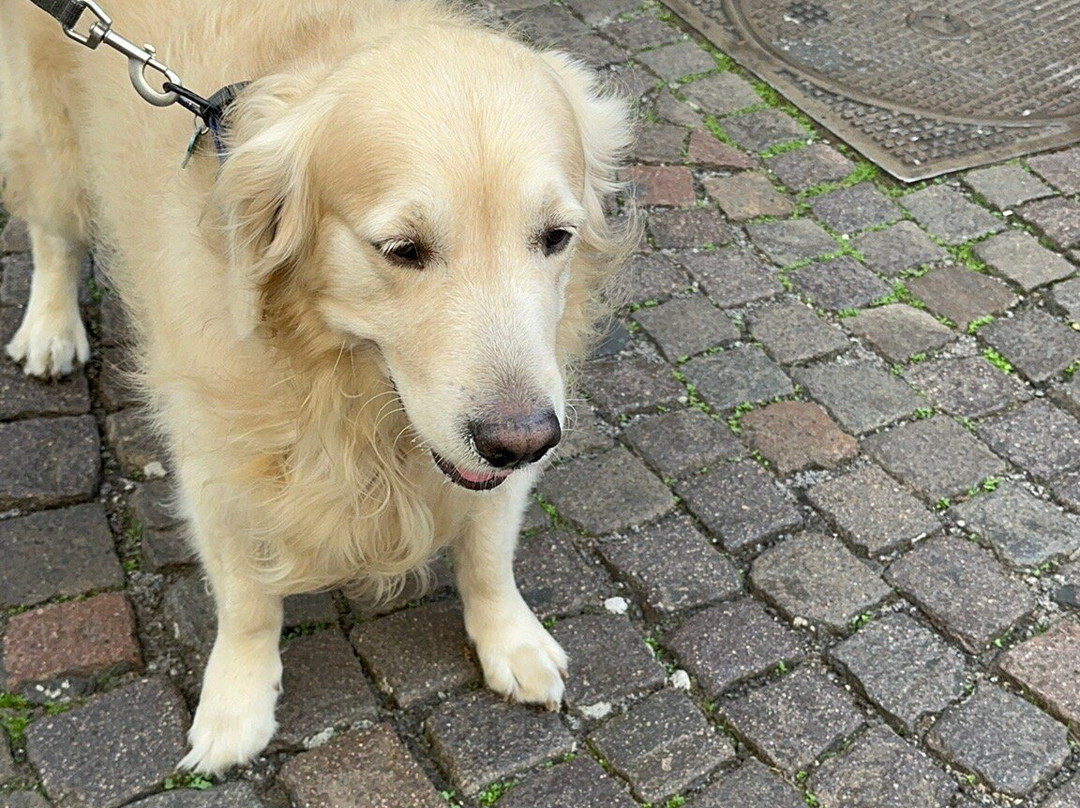 Glauco Messina-庞贝必去景点