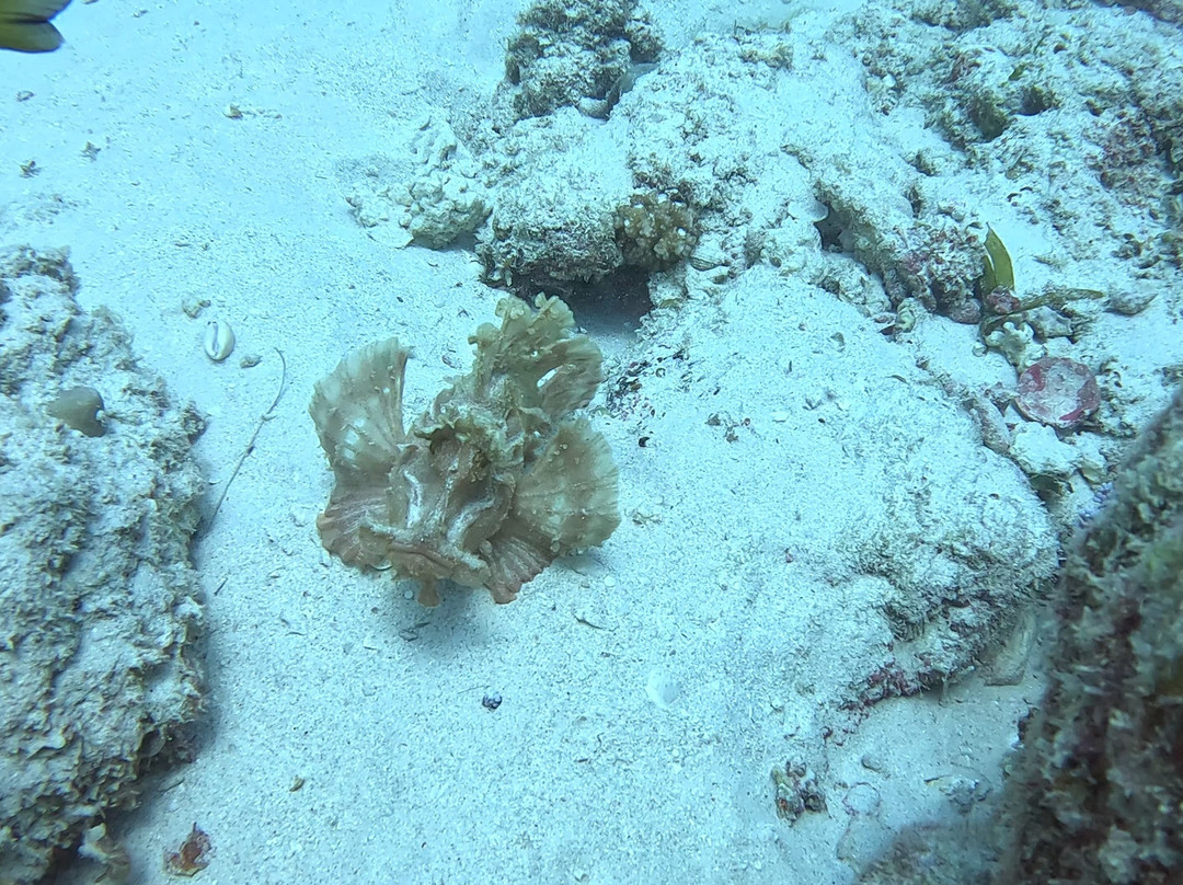 Octopus Diving Centre-Pereybere必去景点