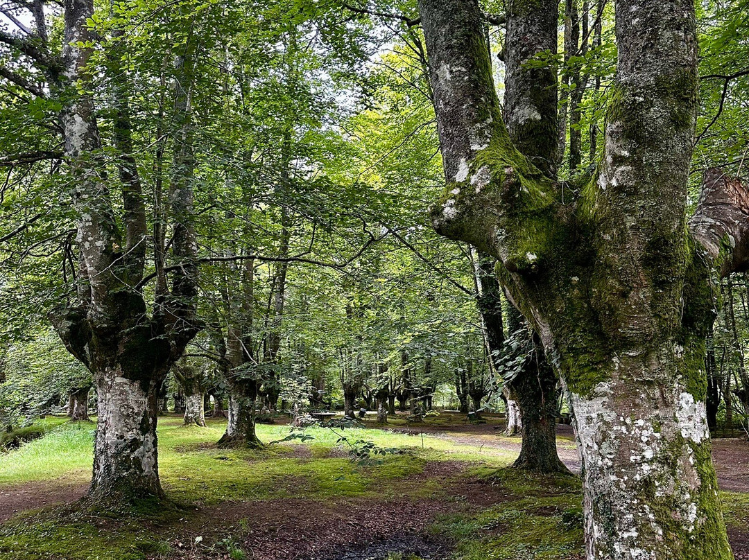 Gorbeia Parke Naturala景点图片