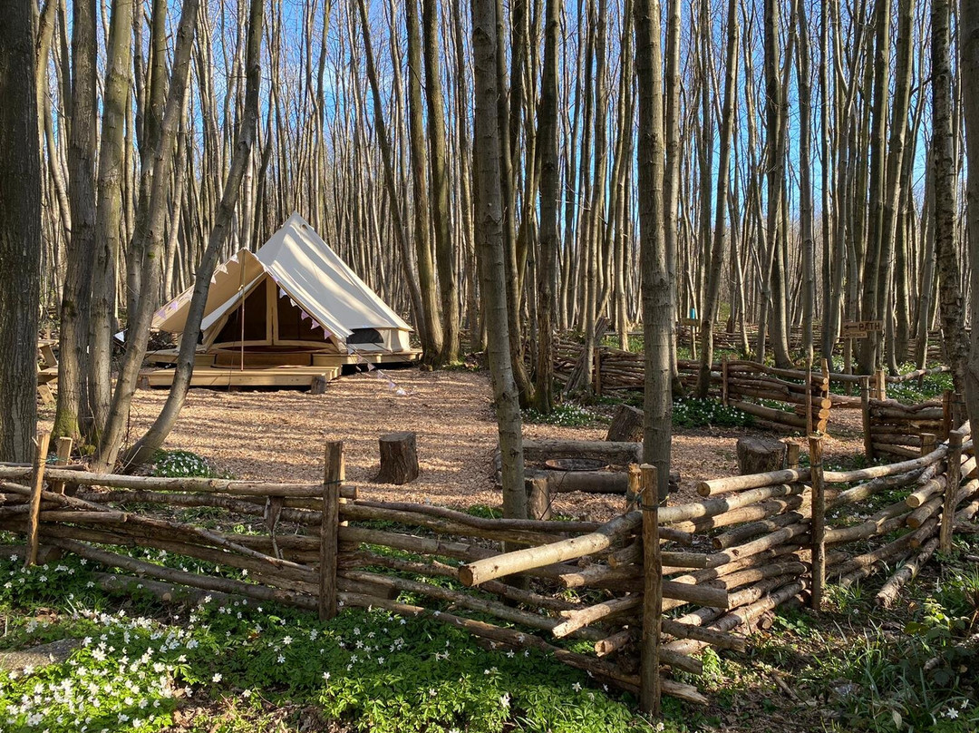 Badgells Wood Camping