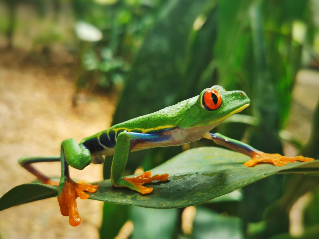 Frogs Heaven景点图片