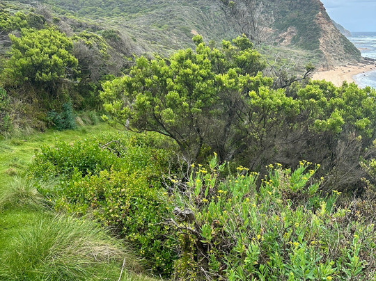 Hike 2 Camp, Great Ocean Walk-阿波罗湾必去景点