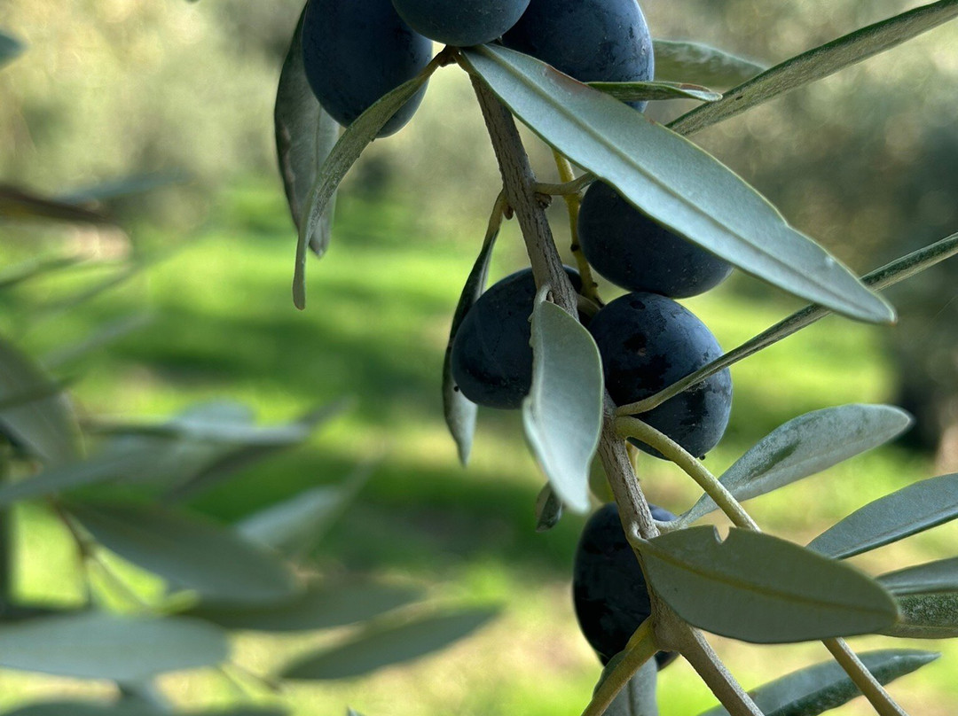 Rome Olive Tour & Cooking Class Combination Day Trip景点图片