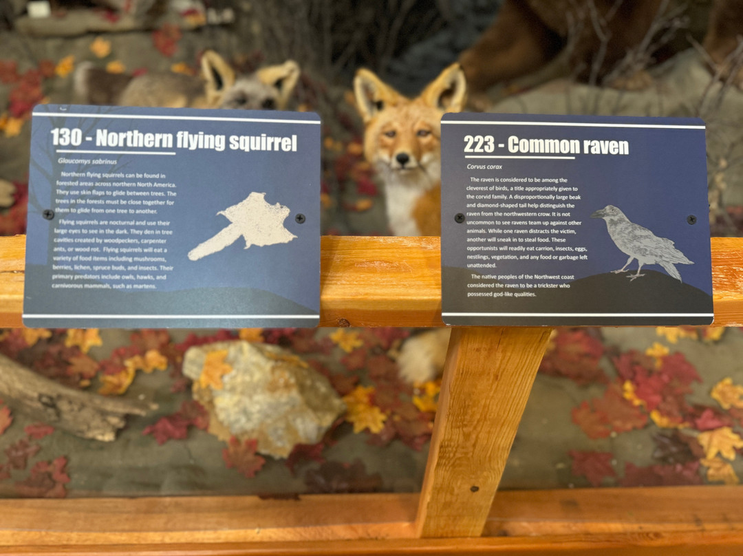 American Bald Eagle Foundation-海恩斯必去景点