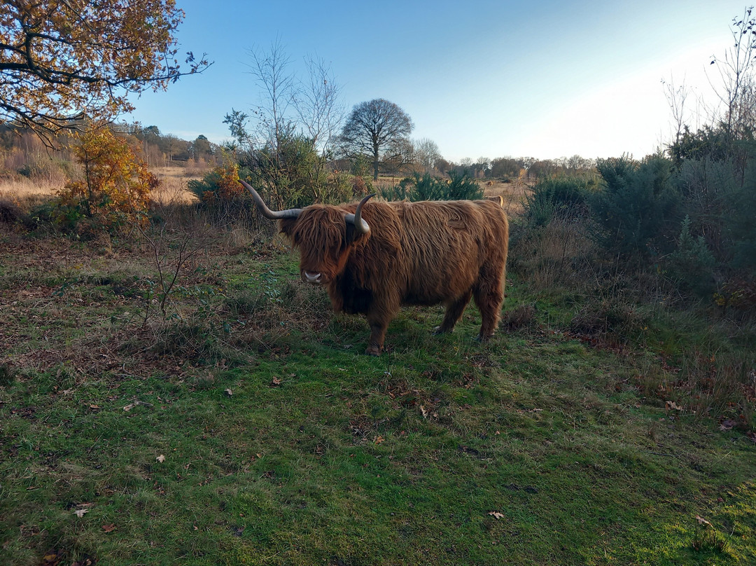 Hothfield Heathlands Nature Reserve景点图片