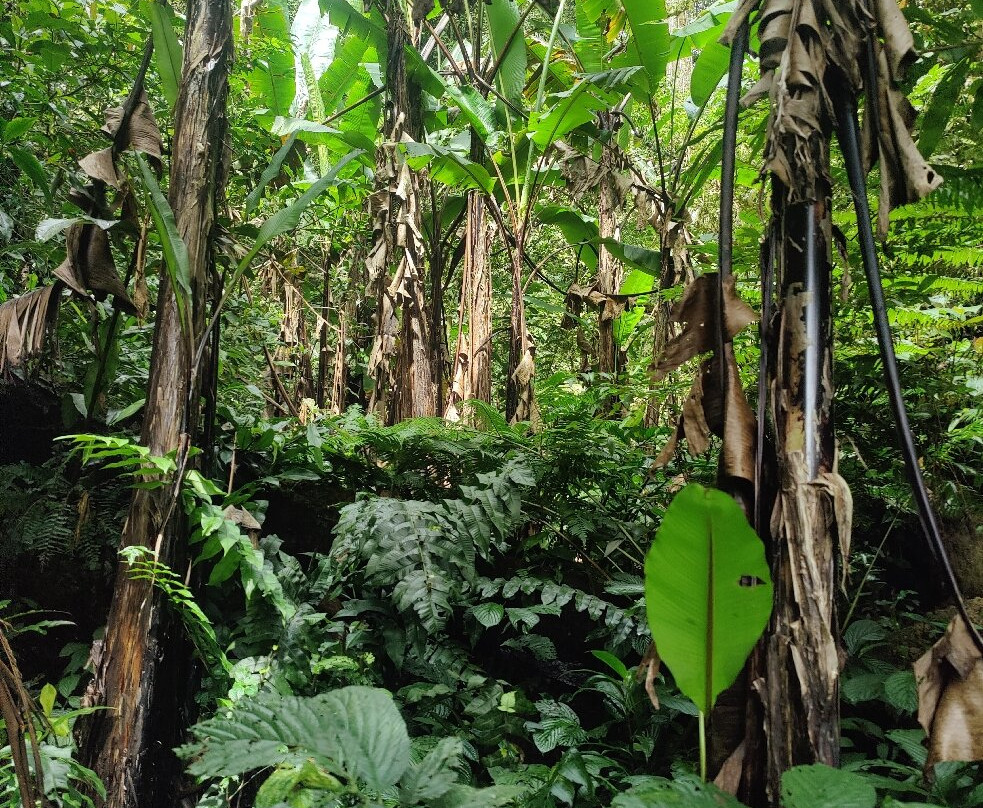 Ferns, Fronds, Friends & Family
