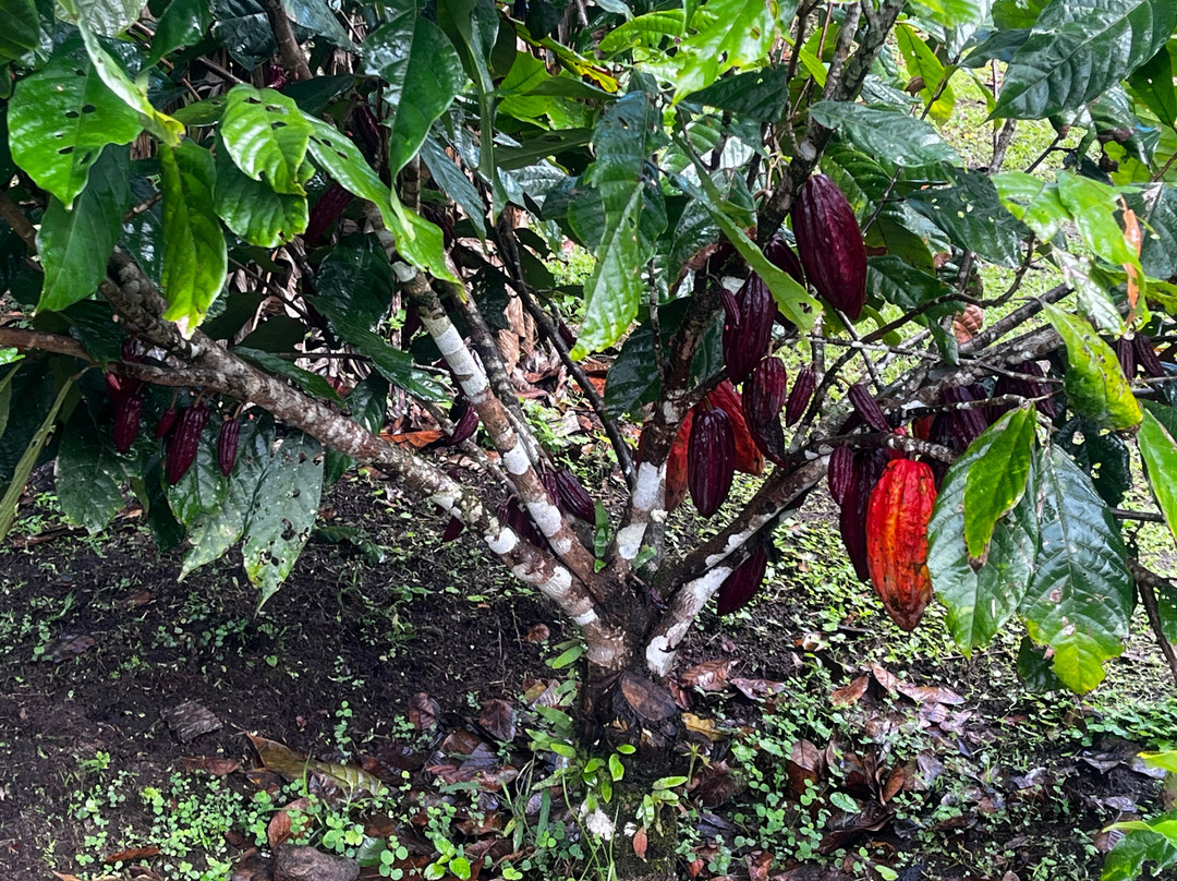 Cafe & Cacao Tour Bijagua-Bijagua de Upala必去景点