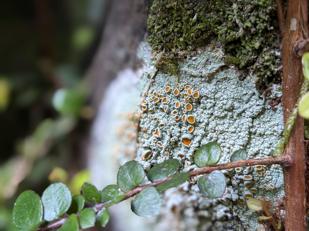 Ōrokonui Ecosanctuary-但尼丁必去景点
