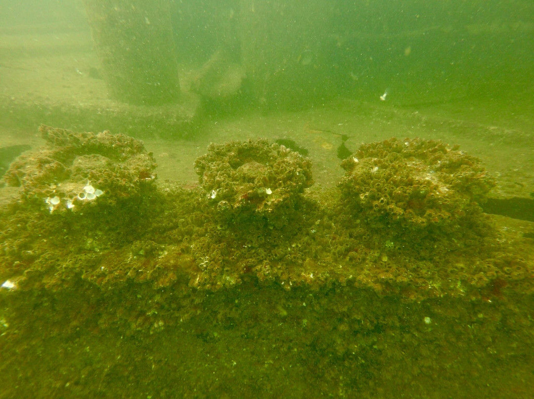 Island Scuba-科伦坡必去景点