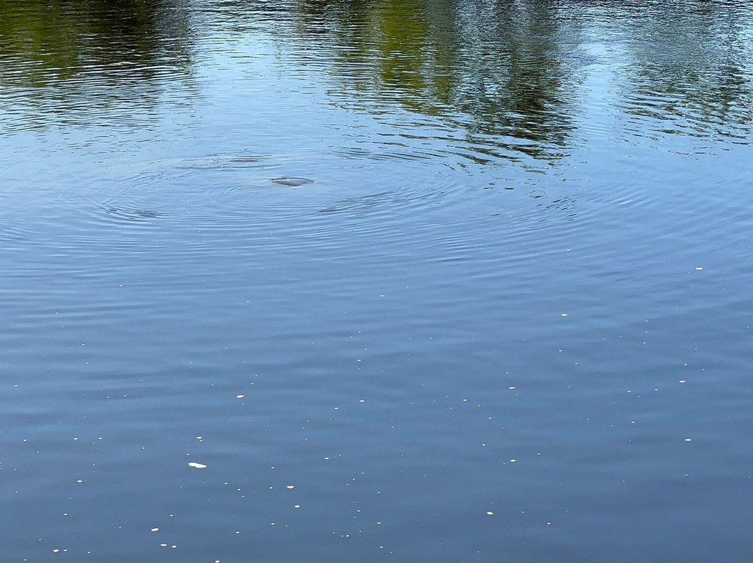 Manatee World-迈尔斯堡必去景点