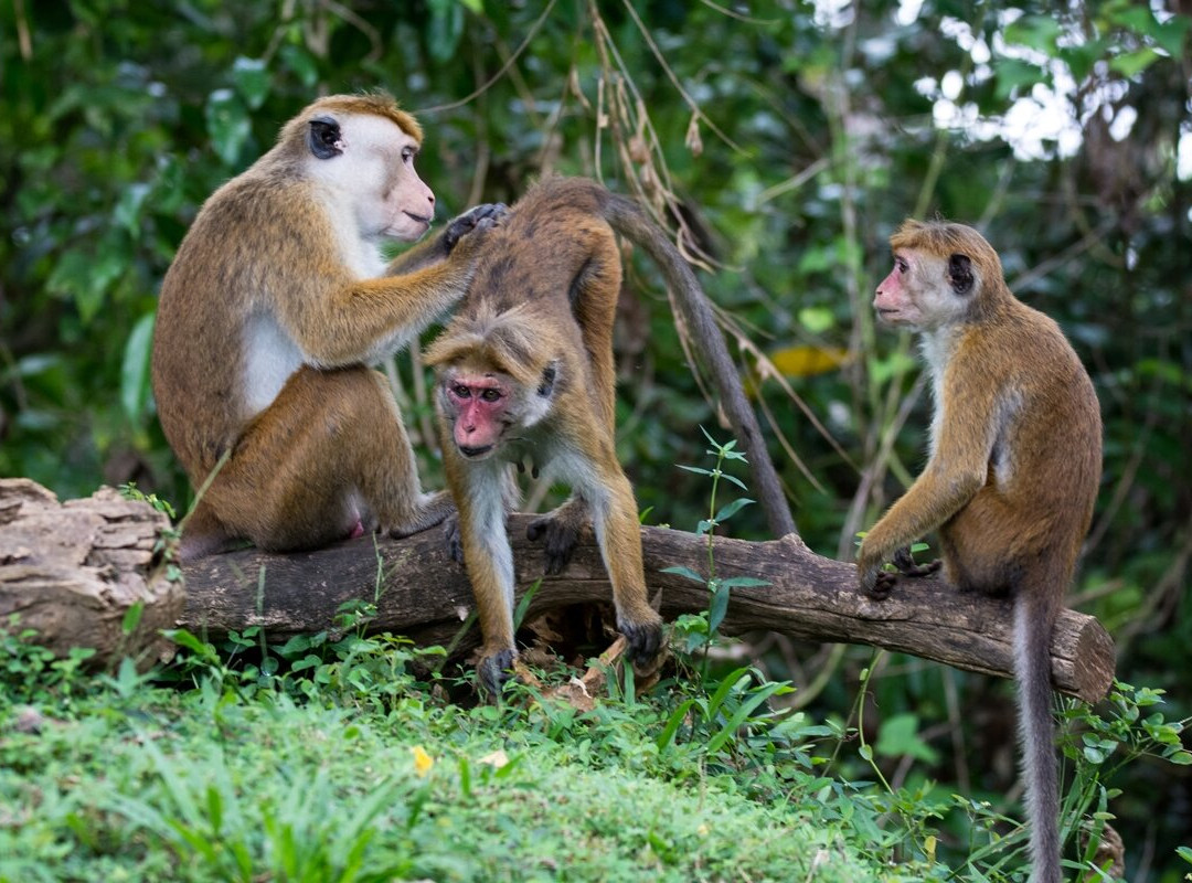 Freedom Resort主图