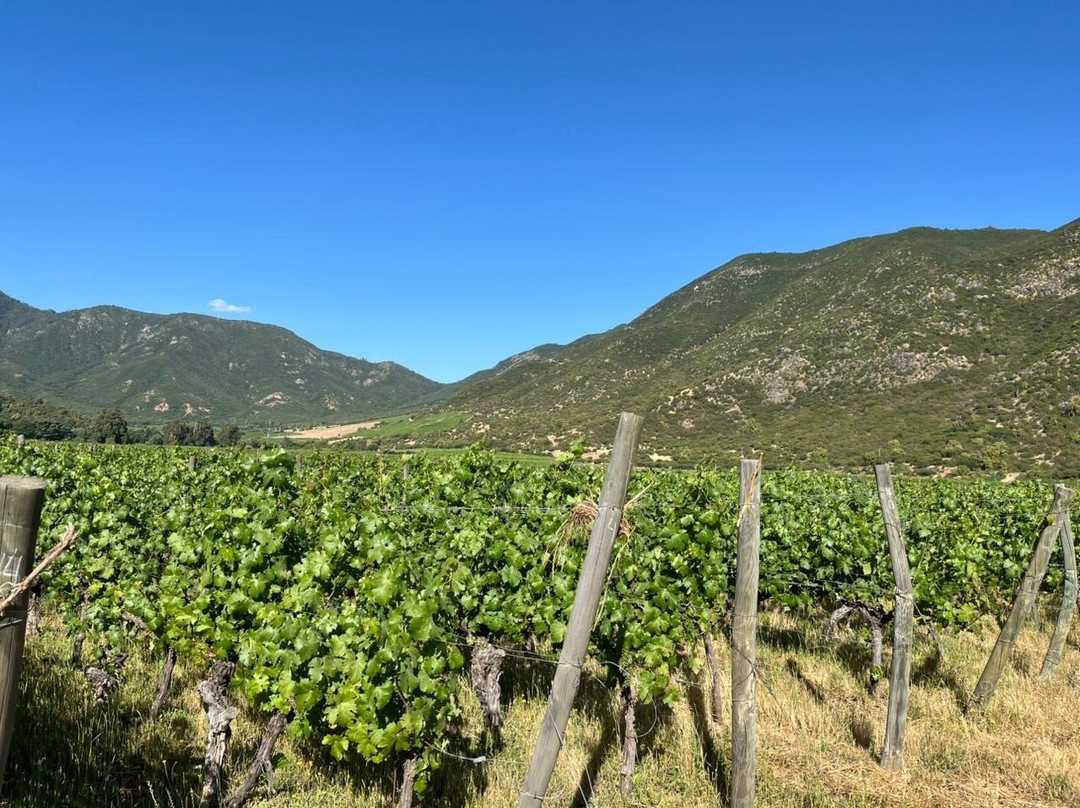 Viña Neyen de Apalta-圣克鲁斯必去景点