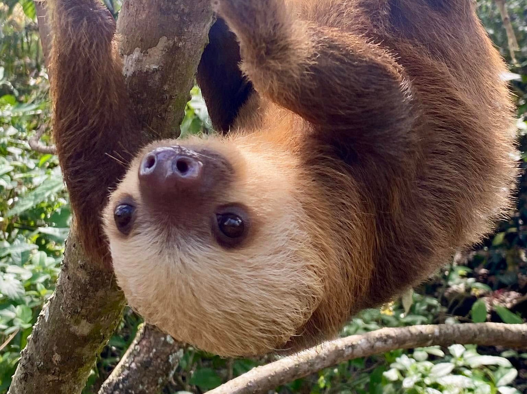 Rescue Center Costa Rica-阿拉辉拉必去景点