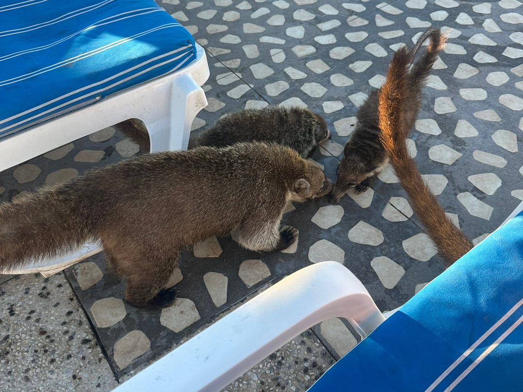 Los Angeles Locos主图