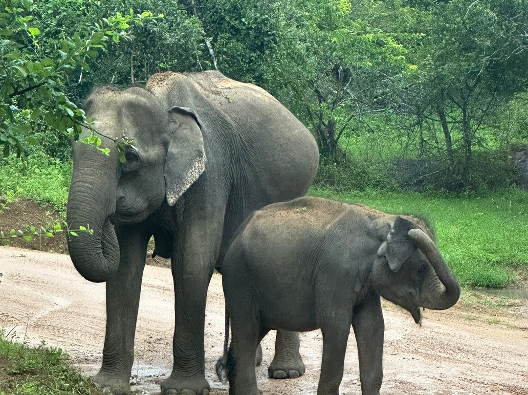 Yala Safari Team-蒂瑟默哈拉默必去景点