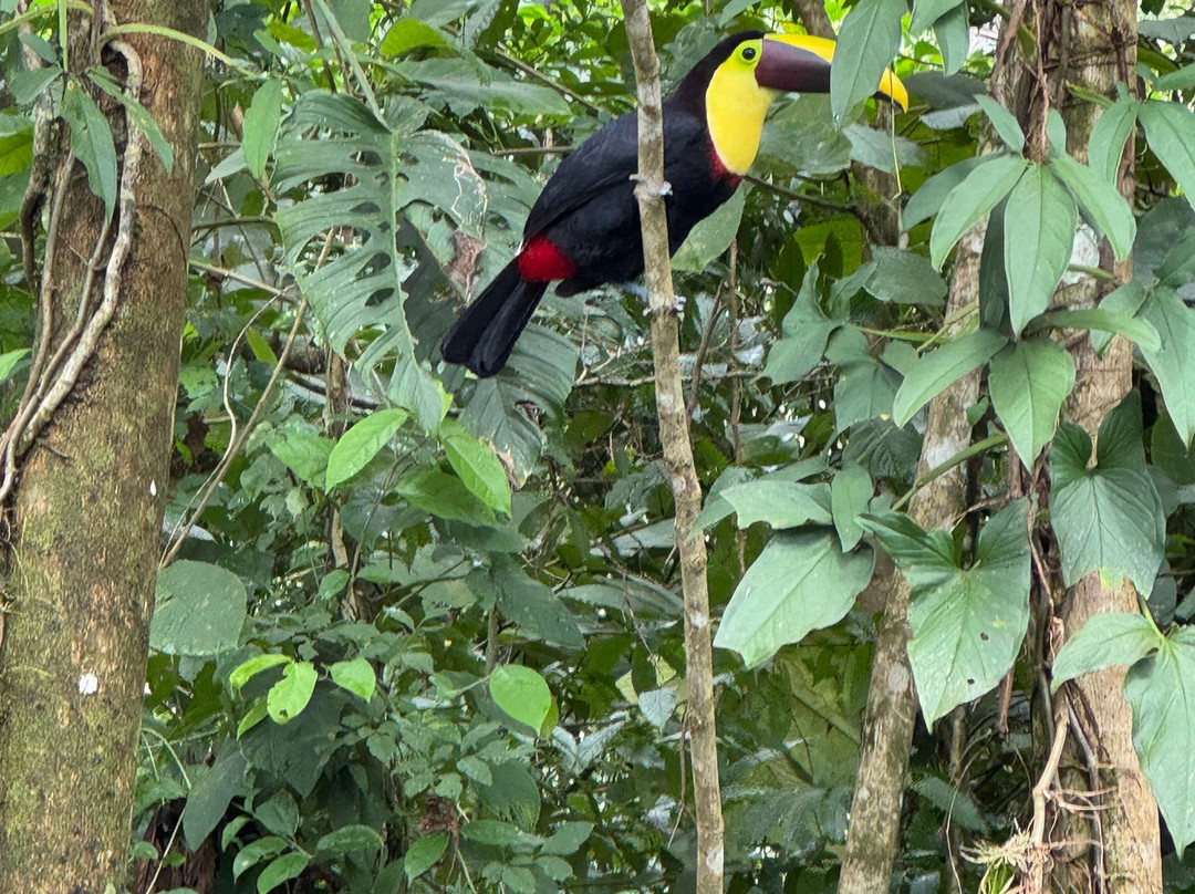 Dees Costa Rica Tours景点图片