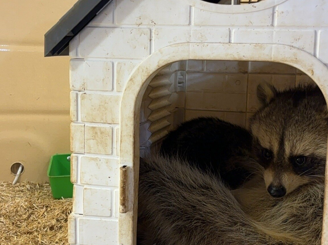 Liwa Beach-哈伊马角必去景点
