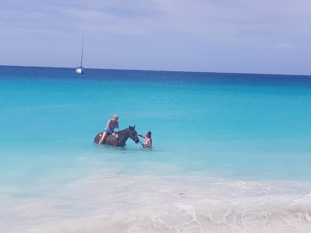 Sunflower Stables Barbados-Mangrove必去景点