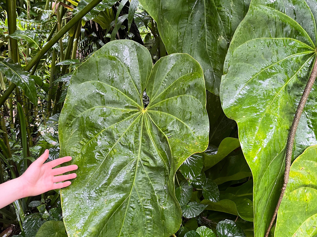 Papillote Tropical Gardens-罗索必去景点