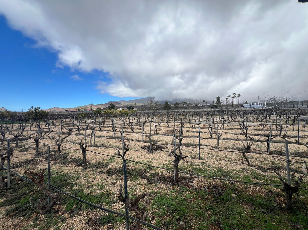 Bodegas Reverón-Vilaflor必去景点