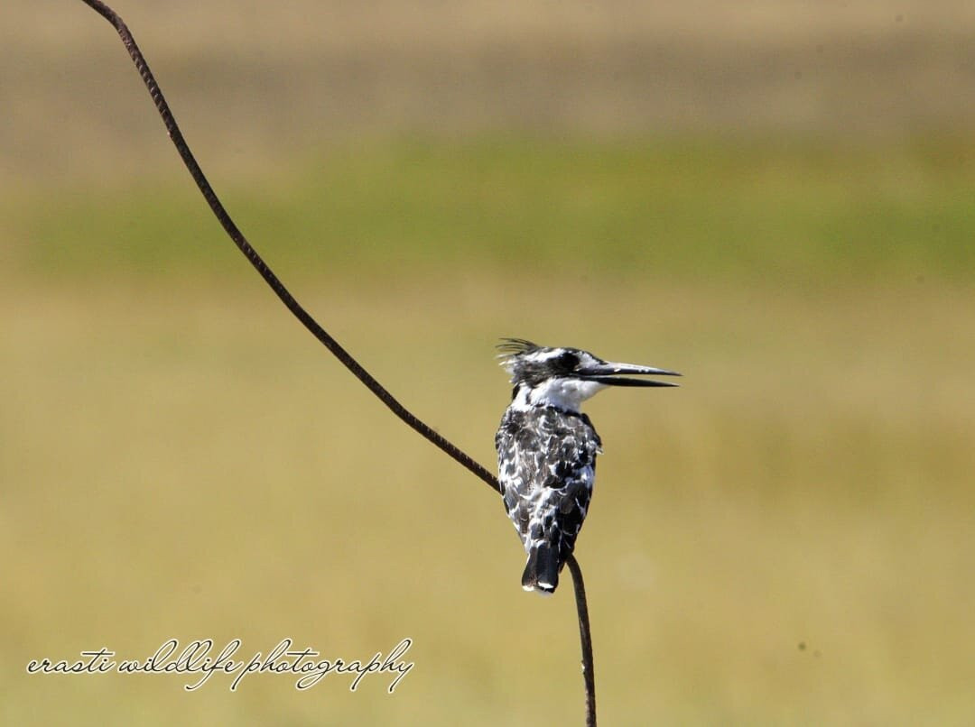 Elohim Tours & Travel-纳库鲁必去景点