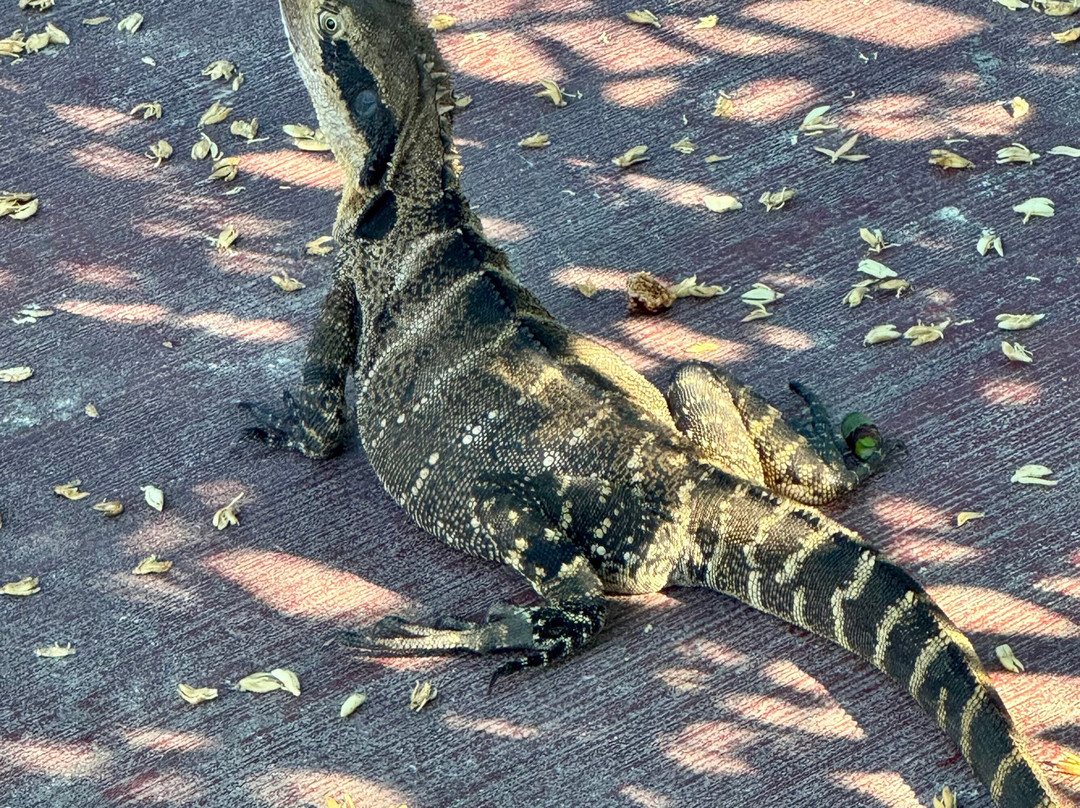 Dorrigo Rainforest Centre-Dorrigo必去景点