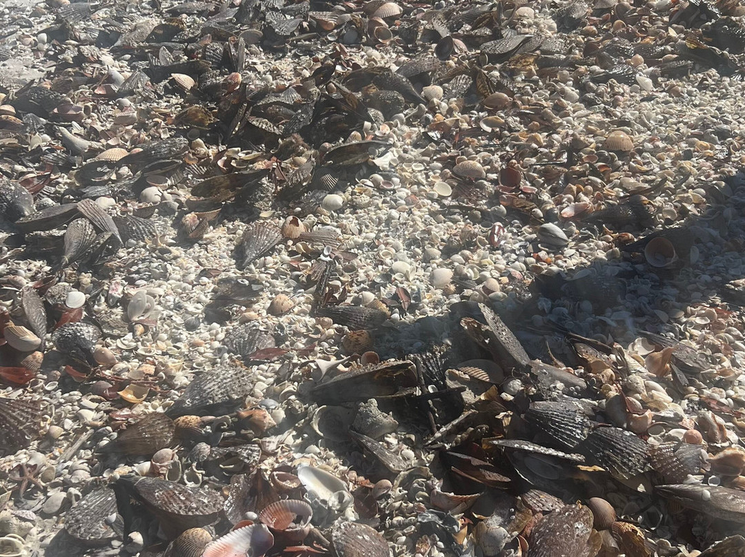 South Marco Beach景点图片