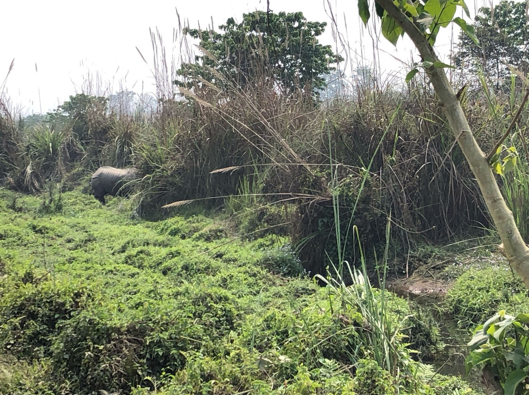 Chitwan Jungle Safari-奇旺国家公国必去景点