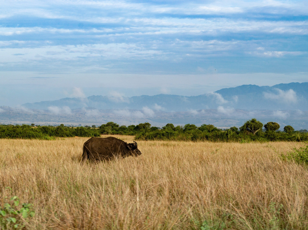Muyaayu Wild Safaris