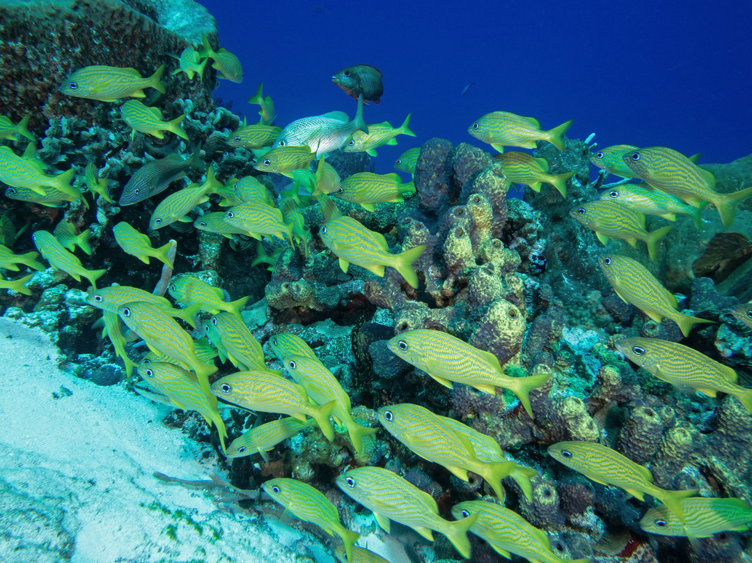 Bottom Time Divers-考祖梅必去景点