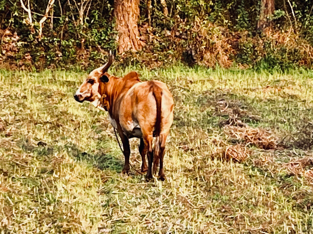 Yoga Chaitanya International Institute-Ranibagh必去景点