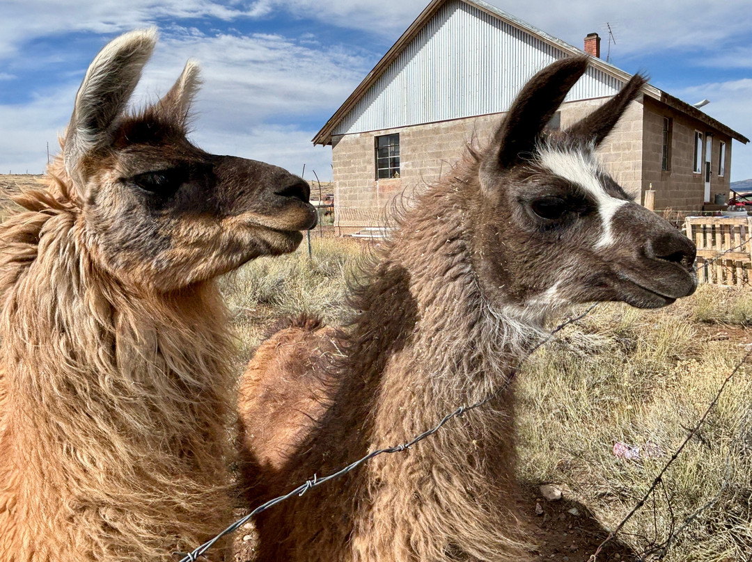 Llama Trekking by Lookin Up Outfitters景点图片