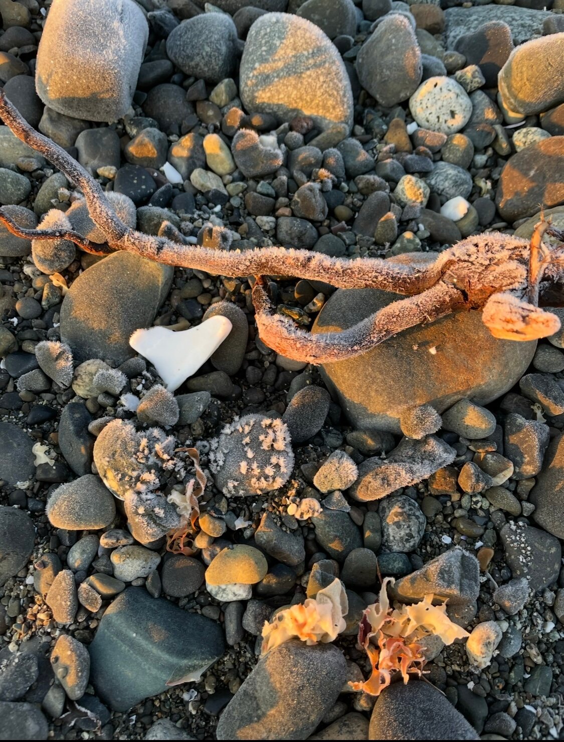 Qualicum Breeze Beach Resort-官方