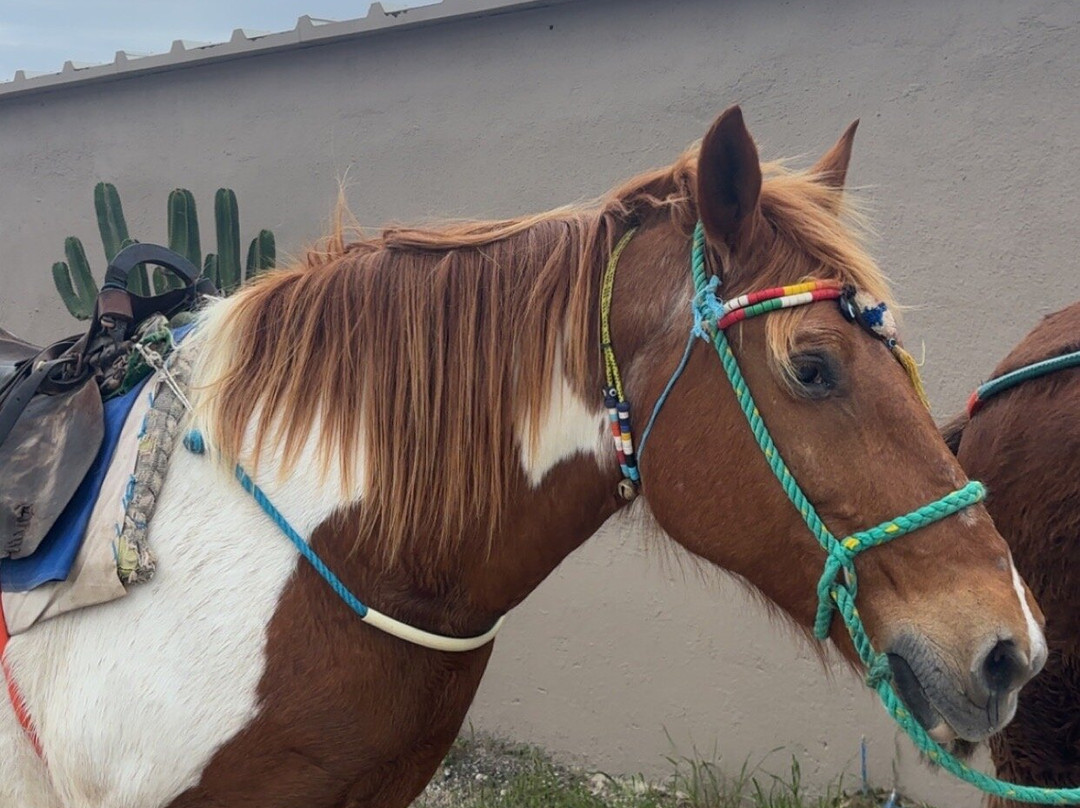 Maris Horseriding Santorini-费拉必去景点