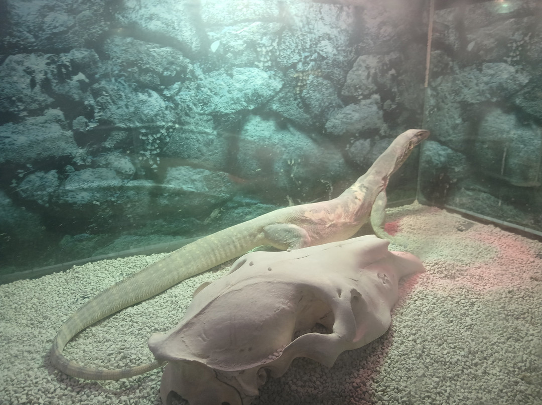 Aquarium-Reptile House-埃泽萨必去景点