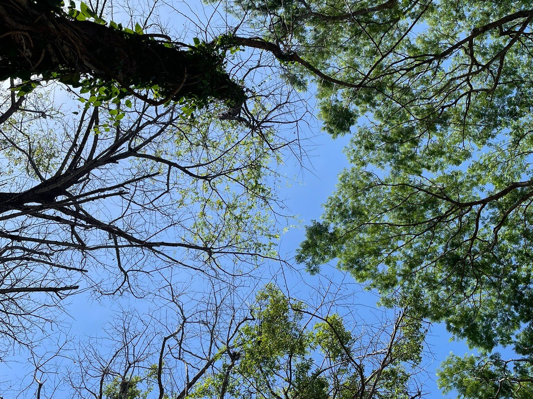 International Animal Rescue Costa Rica-诺萨拉必去景点