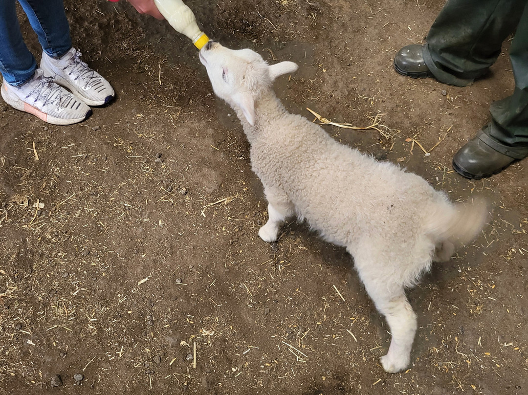 Kilmacolm Farm Tours-Cairncurran必去景点