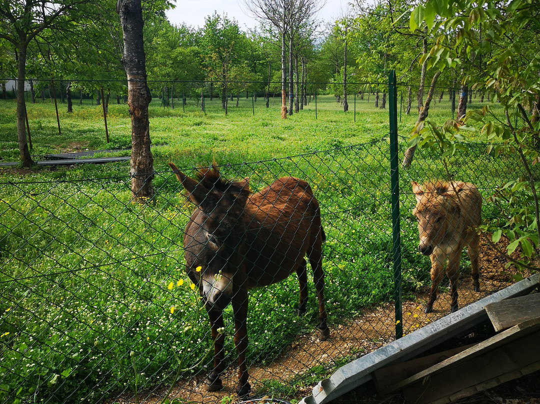 Agriturismo Il Giardino dei Ciliegi主图